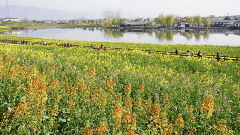 扮美花海春色，喜迎八方游客|皇塘水乡景区